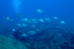 cavalaire 2016 PV (42)